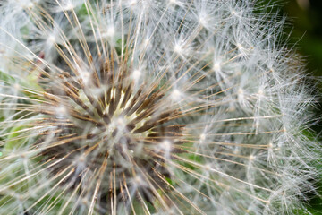 Fototapeta premium Dandelion abstract background. Beautiful white fluffy dandelions, dandelion seeds in sunlight. Blurred natural green spring background, macro, selective focus, close up