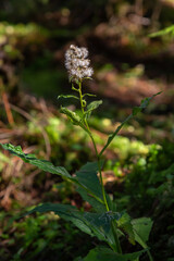 Pink Eupatorium cannabinum, commonly known as hemp-agrimony in flower.Wild pink flowers of Hemp-agrimony . Eupatorium cannabinum plant in bloom