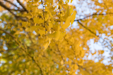 秋の黄色い銀杏の木の風景