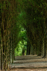 Tropical bamboo tunnel in Colombia. - stock photo