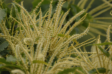 Châtaignier en fleur