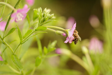 bee on a Epilobium hirsutum flower