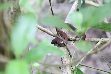 Shore pit viper on a tree branch