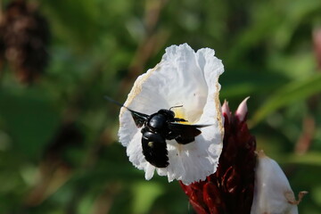 Small Bee or Wasp going about its day