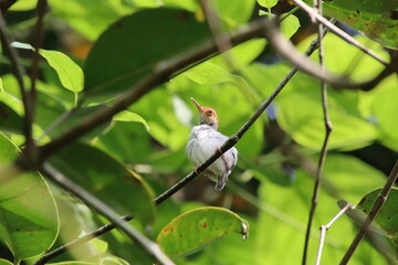 Ashy Tailorbird amongst the tree canopy
