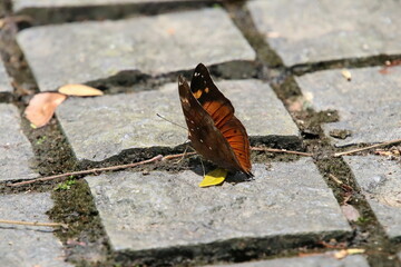 Autumn Leaf Butterfly on the ground under the sun