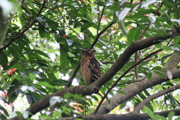 Fototapeta premium Buffy Fish owl amongst the canopy