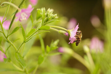 bee on a Hairy willowherb flower