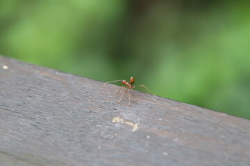 Weaver ant on a wooden log