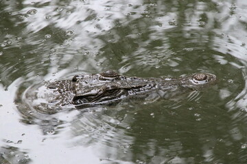 Saltwater Crocodile looking menacingly from the water