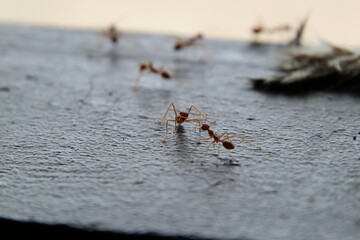 Red Weaver Ants on a piece of wood