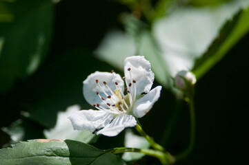 white flower on a Hawthorn tree