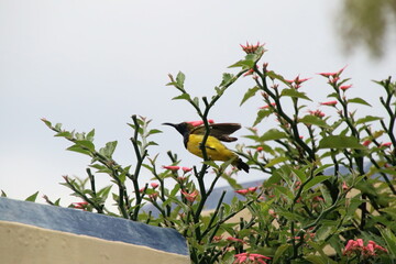 Olive backed sunbird on a tropical plant