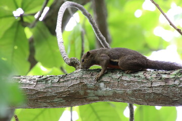 Plantain Squirrel in a reserve