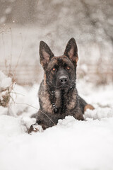 grey german shepherd dog  snow winter