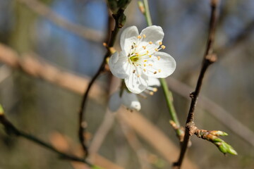 FU 2022-02-27 Stadtwald 54 Am Zweig wächst eine weiße Blüte