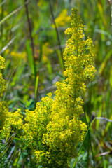 Flowering meadow, Galium verum, lady's bedstraw or yellow bedstraw. Galum verum is a herbaceous perennial plant. Healthy plant