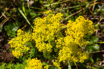 Galium verum is a herbaceous perennial plant of the family Rubiaceae. Flowering meadow, fragrant, honey plants