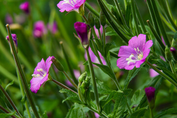 willow-herb epilobium hirsutum during flowering. Medicinal plant with red flowers