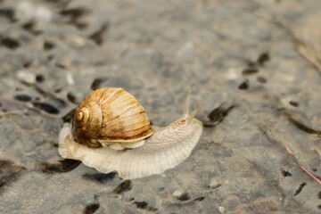 snail on the flooded road