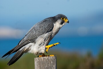 Closeup shot of a perched peregrine falcon (Falco peregrinus)