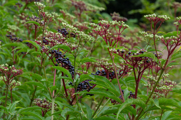 Sambucus ebulus is a poisonous perennial herb. It can also be used as a medicinal plant