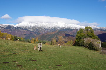 Naklejka premium Vaches sur fond de montagne en neige