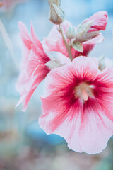 Obraz na płótnie Canvas pink mallow flower