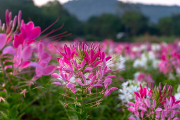 Cleome, decorative plant with large attractive flower spikes. Pink, purple and white flowers last into autumn. .Particularly useful for sunny locations with rich soil. As solitary plant or for cutting