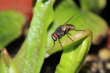 sarcophaga carnaria fly macro photo
