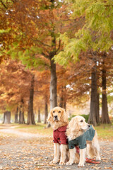 Obraz premium 舎人公園／ゴールデンレトニエル