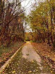 path in autumn forest
