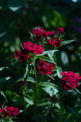  turkish carnation