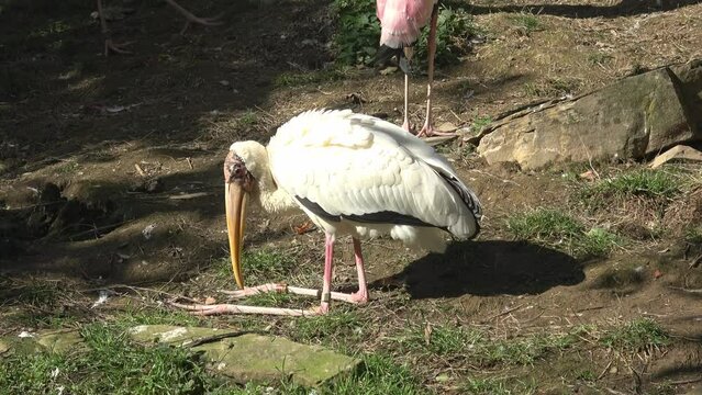 The milky stork (Mycteria Cinerea) resting. Bird park.