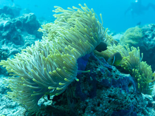 Naklejka na ściany i meble Clownfish in the sea anemone in the depths of the Indian ocean, Maldives