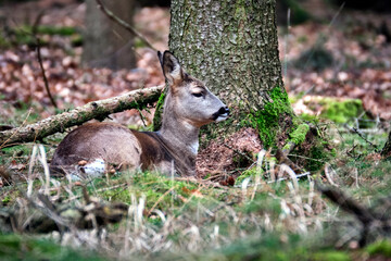 Reh ( Capreolus capreolus ).