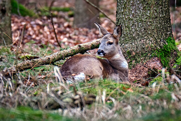 Obraz premium Reh ( Capreolus capreolus ).