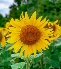 Yellow Sunflower flower close-up on the background of the forest and the sky in summer