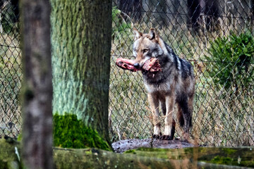 Europäischer Wolf ( Canis lupus ).