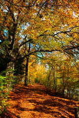 Herbstlaub im Sonnenschein