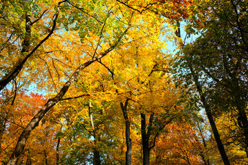 Herbstlaub im Sonnenschein