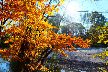 Herbstlaub im Sonnenschein