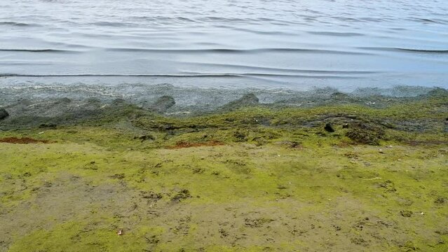 Green seagrass algae at the beach