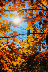 Herbstlaub im Sonnenschein
