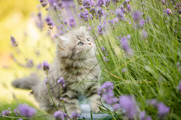 Naklejka na ściany i meble Britisch Langhaarige Kätzchen im Garten spielt im Lavendel