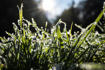 Green grass in hoarfrost, glistens in the rays of the morning autumn sun, in the park. Bottom view.