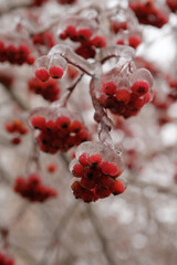 Frozen Elegance: Rowan Tree Encased in Icy Brilliance