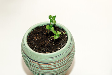 A pot with a house plant, planting a green seedling.