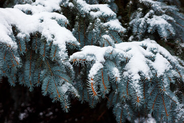 Snow-covered Christmas trees in winter. Good weather for Christmas and New Year. Holidays in the cold season. Copy space