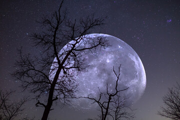 Fototapeta na wymiar huge moon rising above tree silhouette on starry sky background, night fantasy stylized landscape